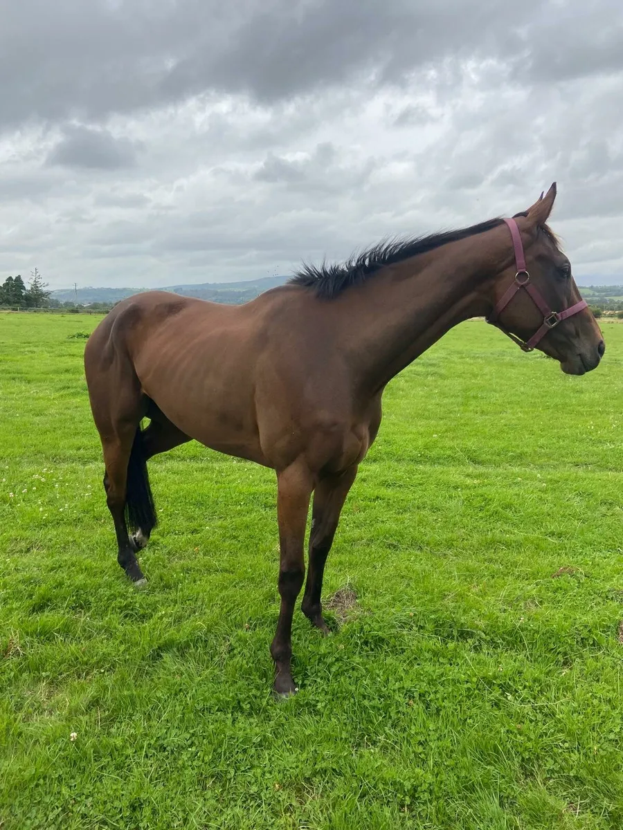 4year Old Thoroughbred - Image 3