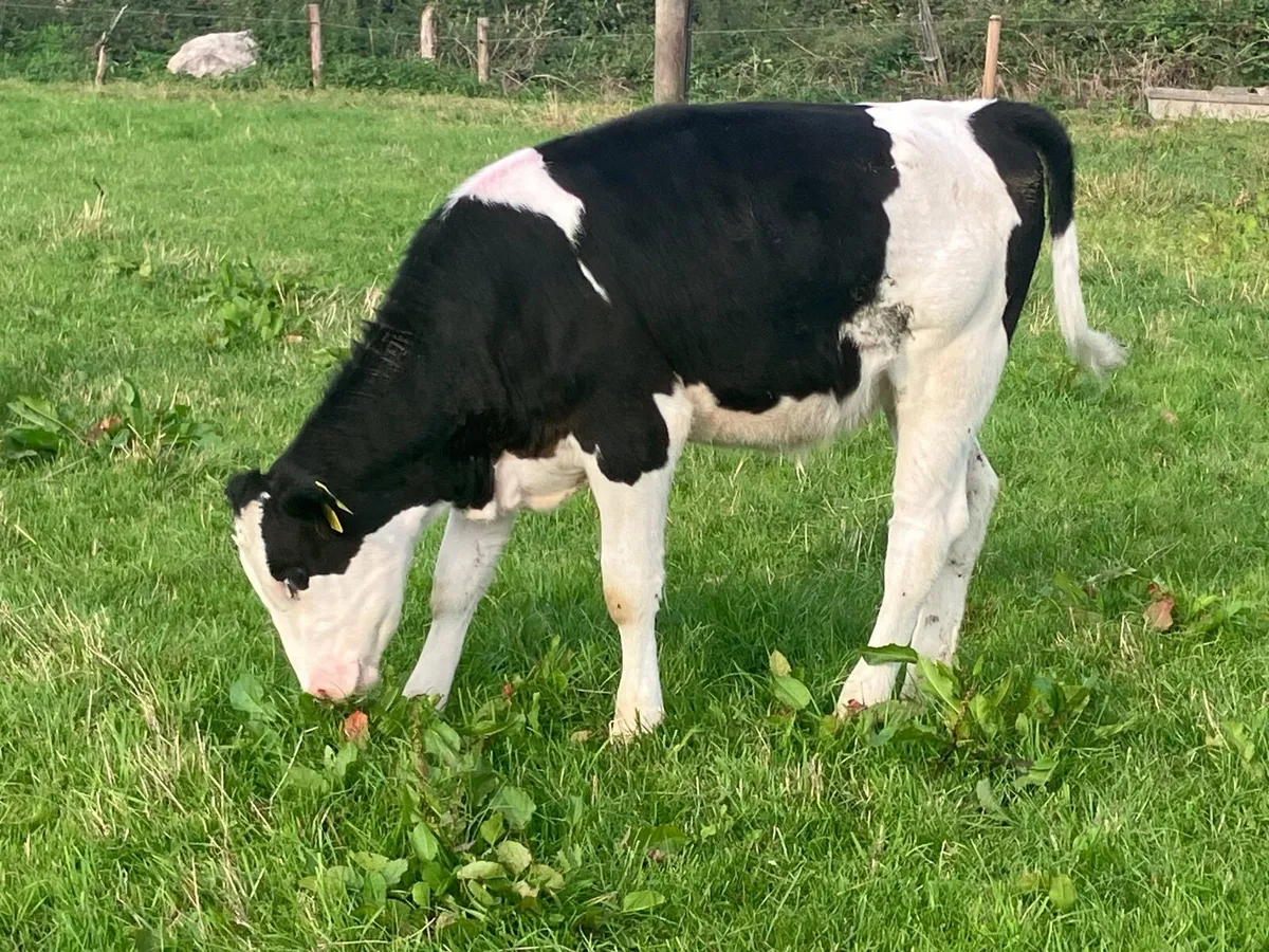 Simmental heifer Weanling for sale - Image 2