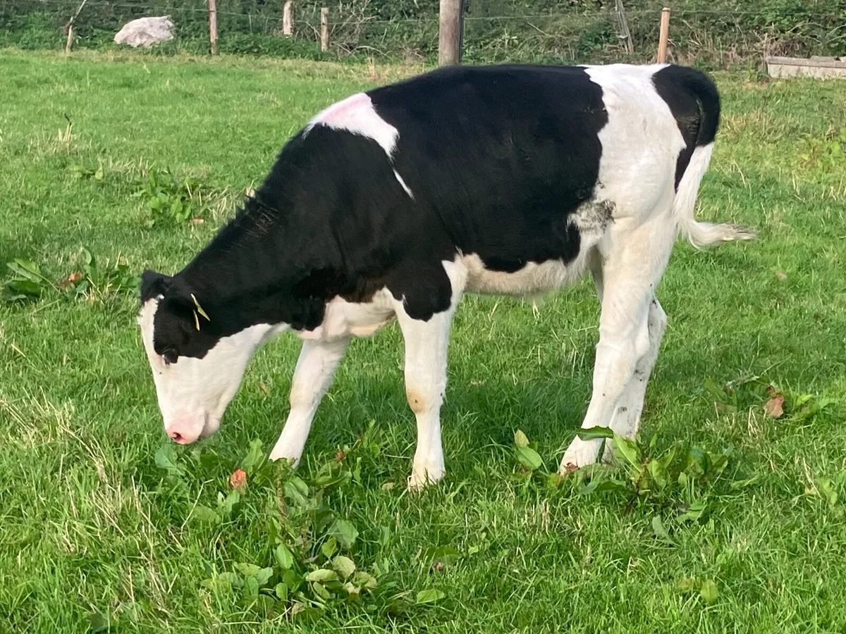 Simmental heifer Weanling for sale - Image 3