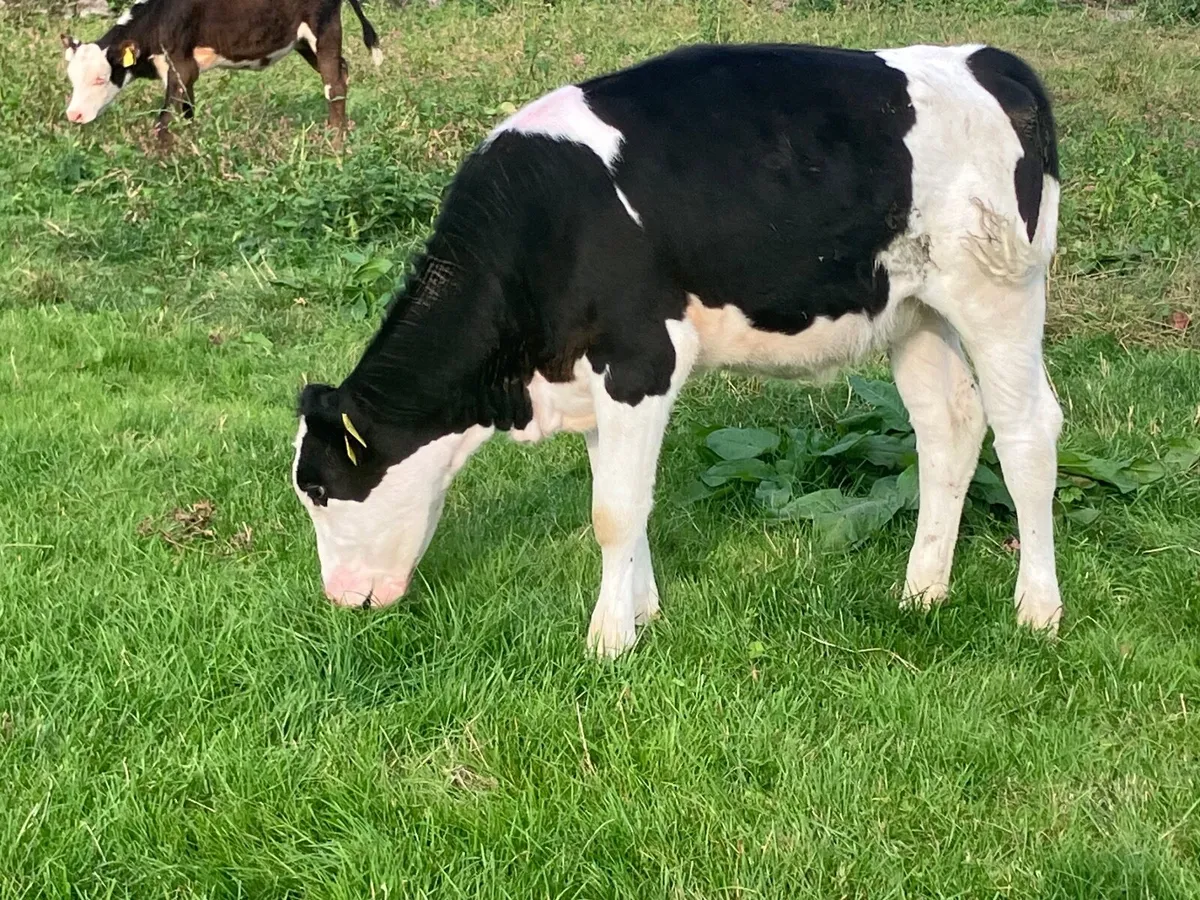 Simmental heifer Weanling for sale - Image 4