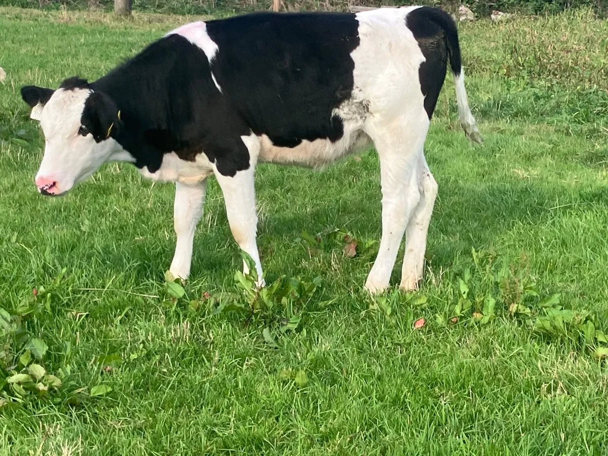 Simmental heifer Weanling for sale - Image 1