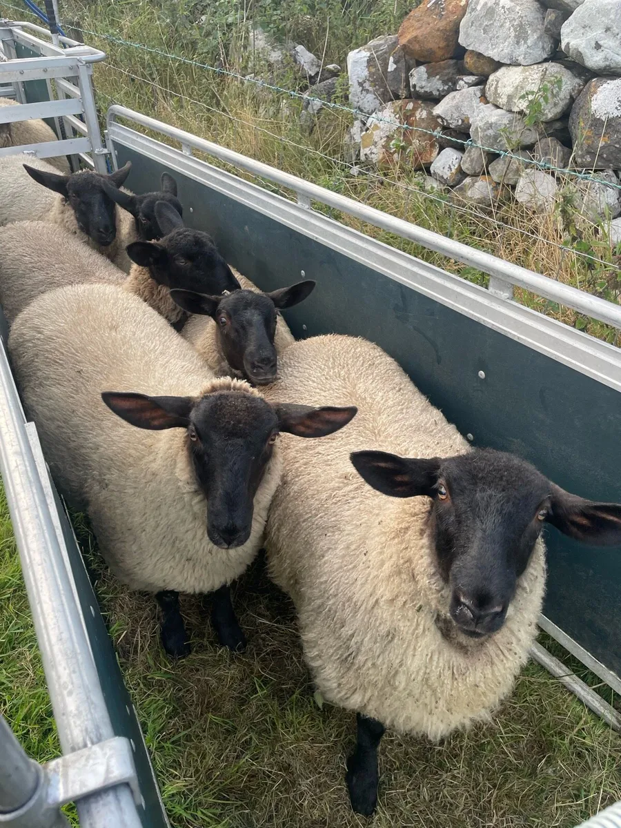 Suffolk & Texel Ewe Lambs - Image 1