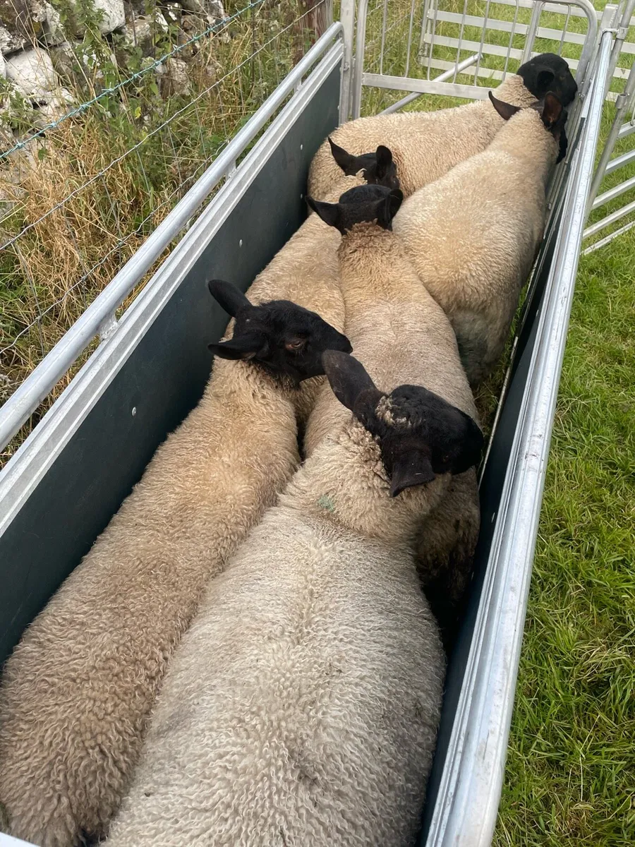 Suffolk & Texel Ewe Lambs - Image 2