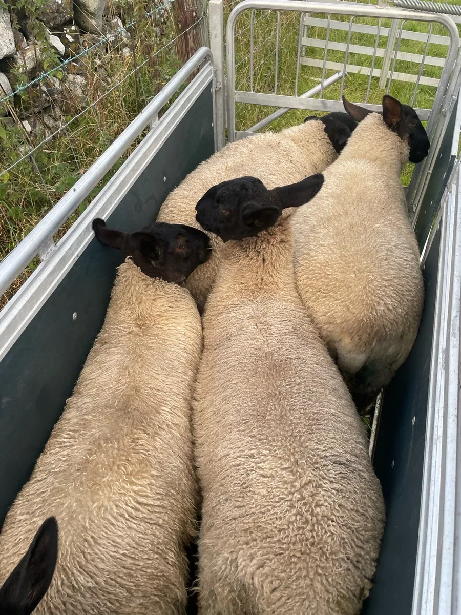 Suffolk & Texel Ewe Lambs - Image 3