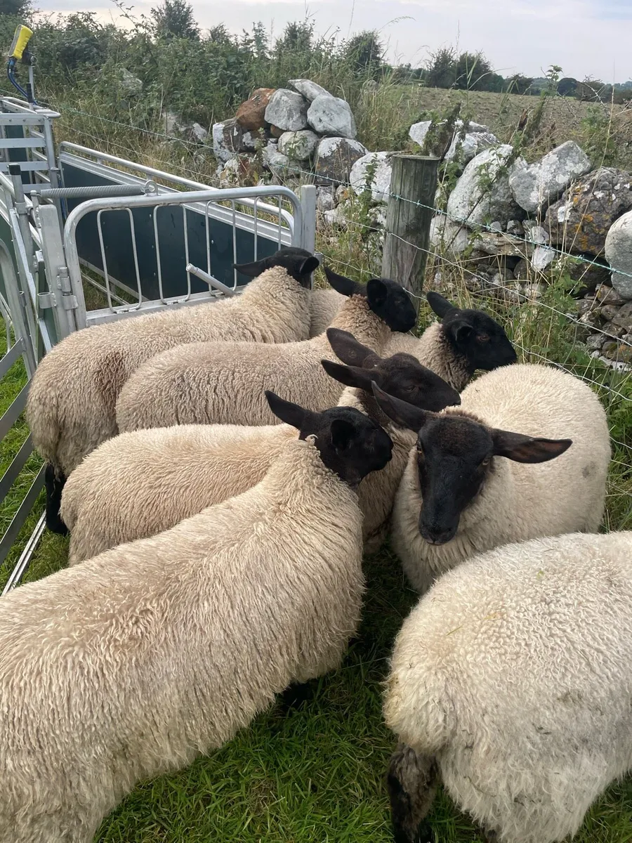 Suffolk & Texel Ewe Lambs - Image 4