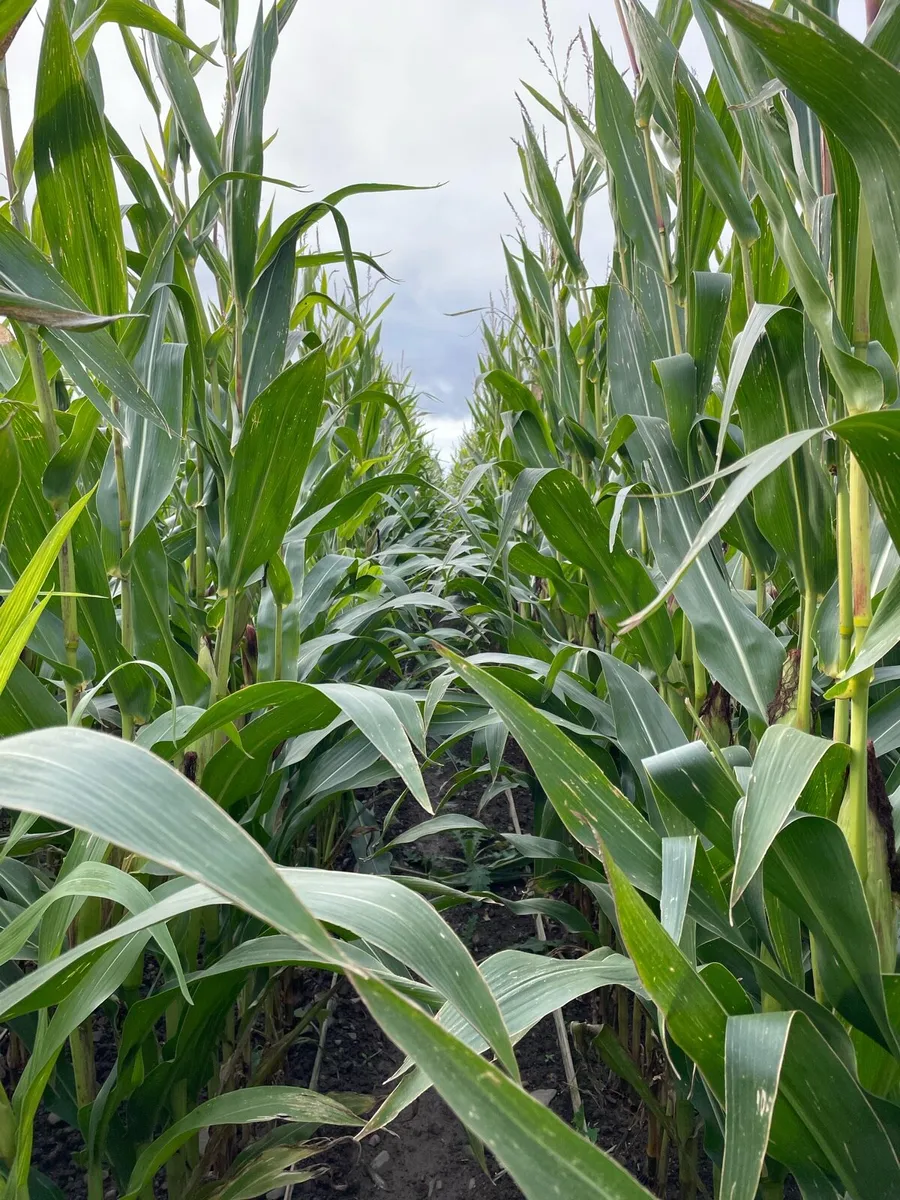 Maize
