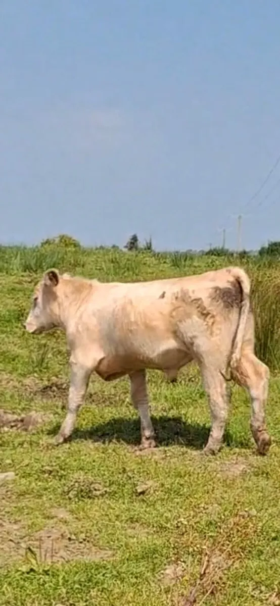 Shorthorn Bull