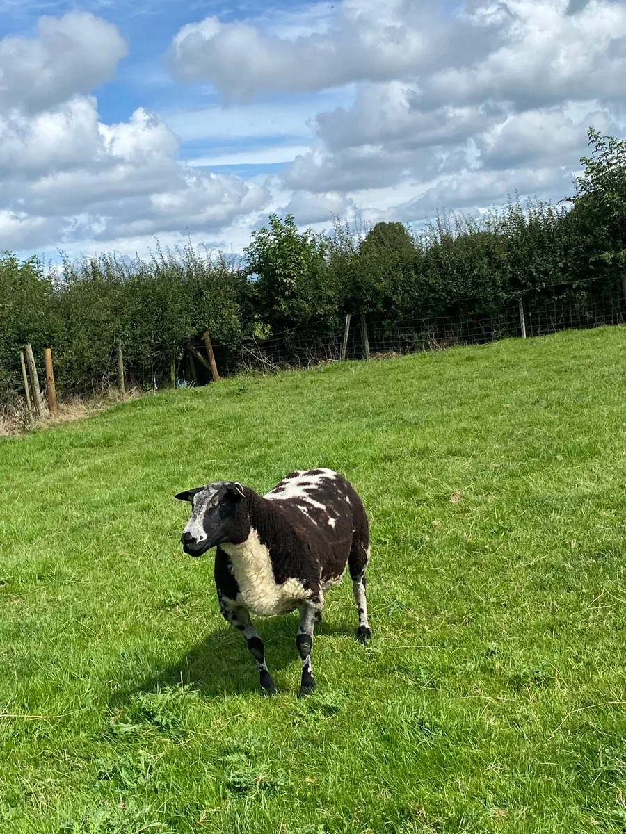 Dutch spotted hogget ram - Image 1