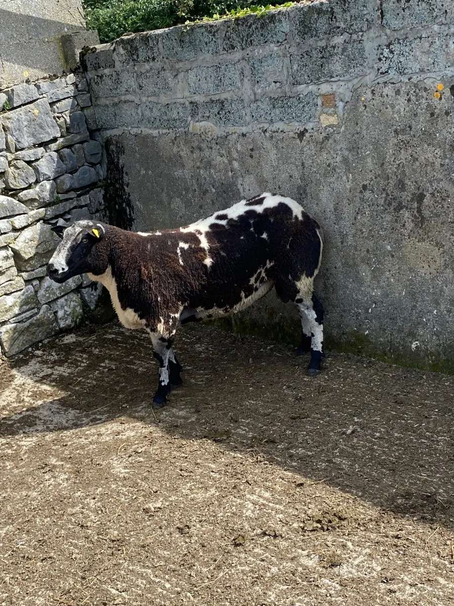 Dutch spotted hogget ram - Image 2