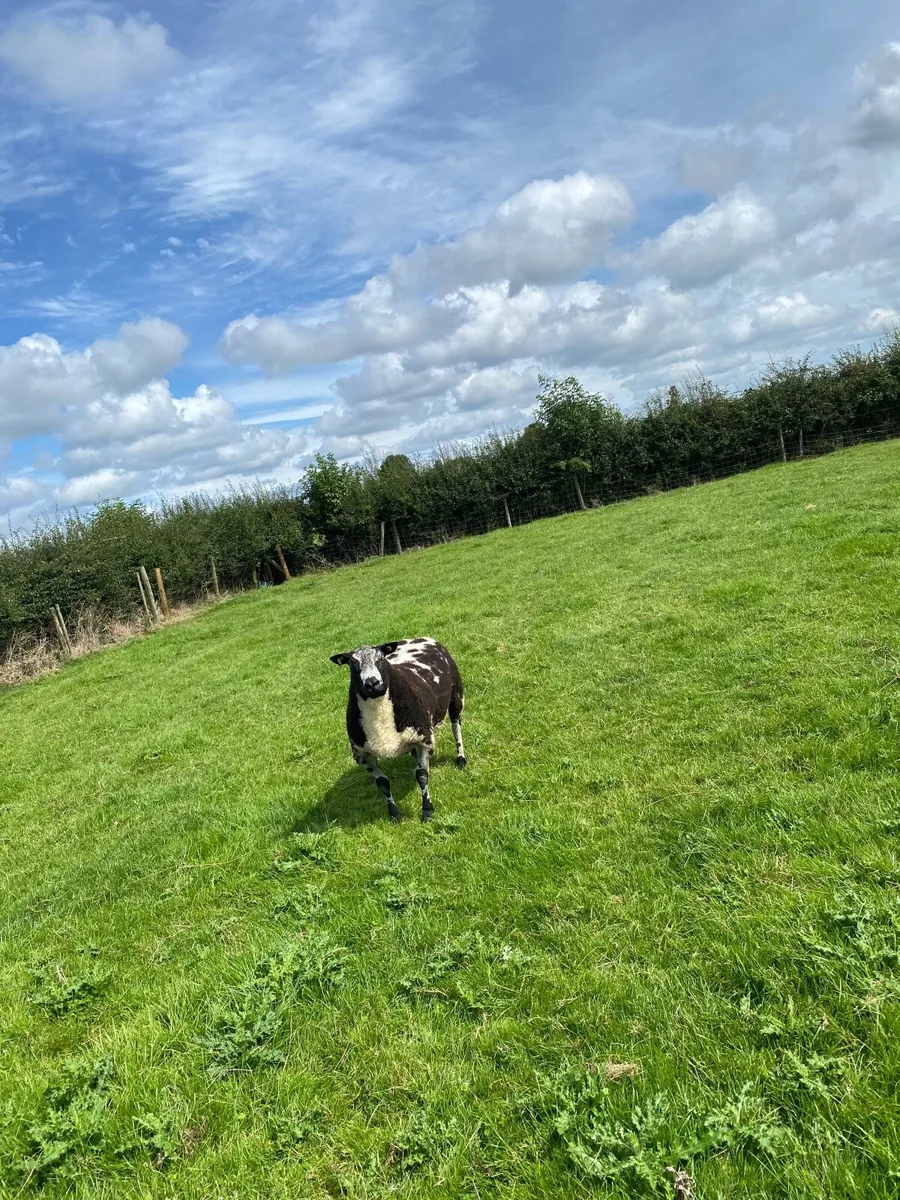 Dutch spotted hogget ram - Image 3
