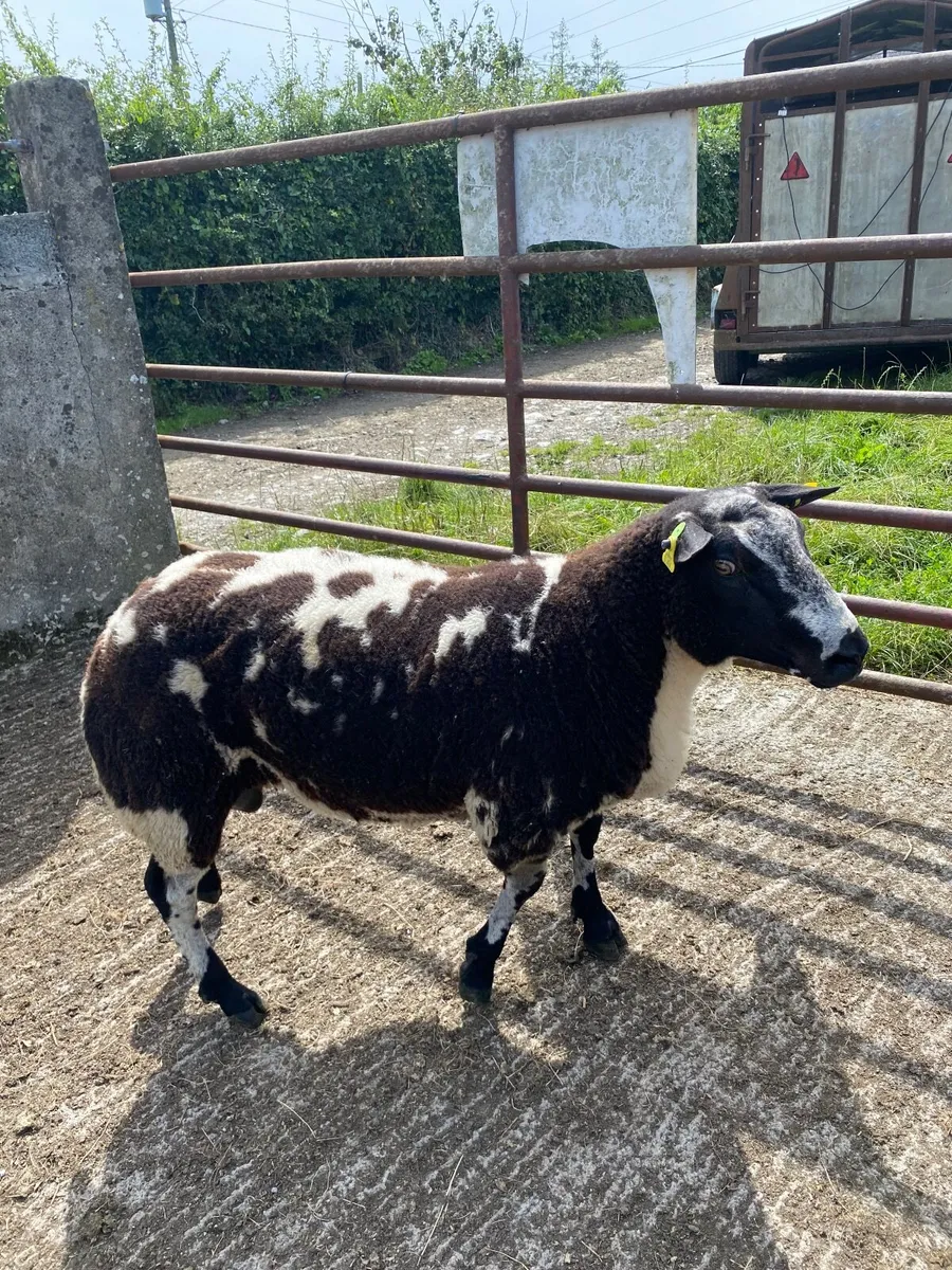 Dutch spotted hogget ram - Image 4