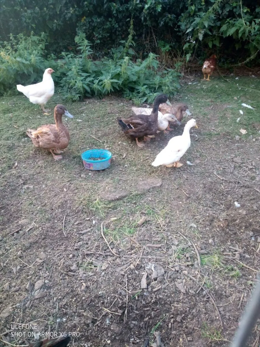 Drake's and Roosters. - Image 1