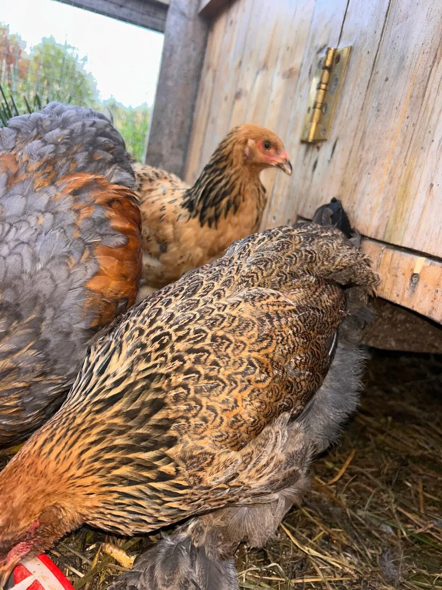 Pure Bred Brahmas - Image 2