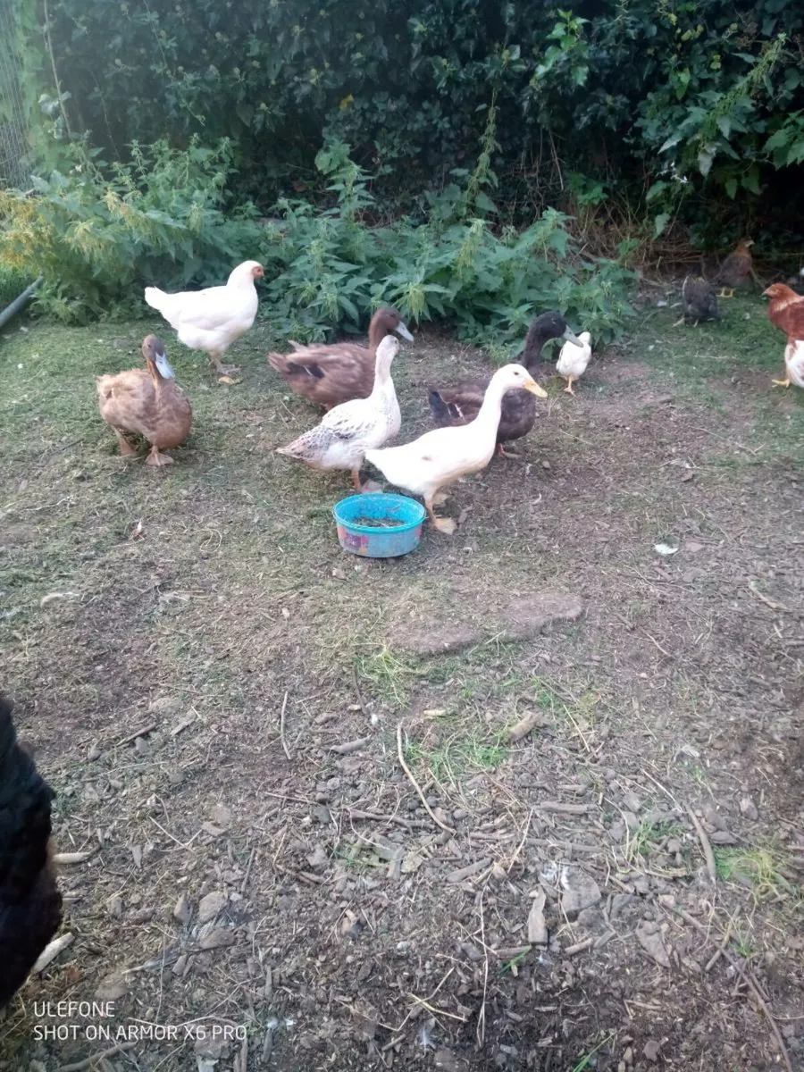Drake's and Roosters. - Image 1