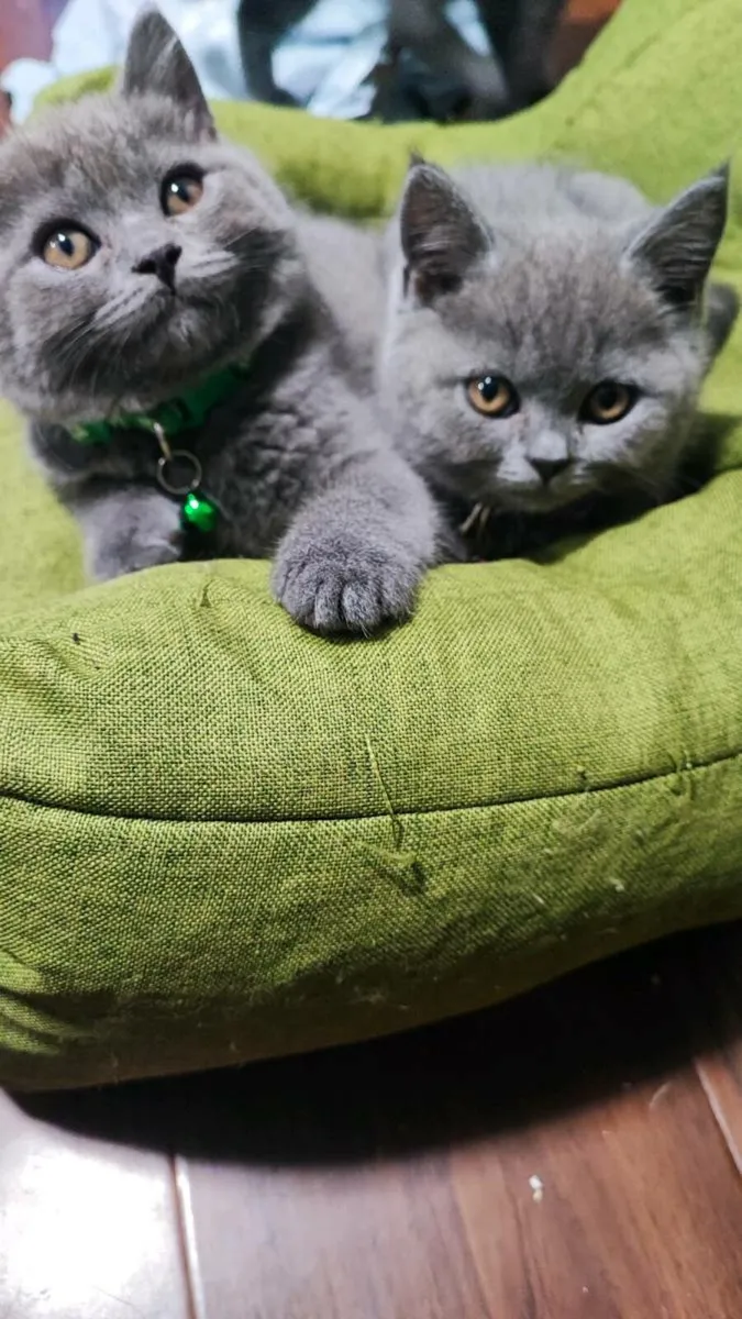 British blue short hair READY to go ♥️ - Image 2