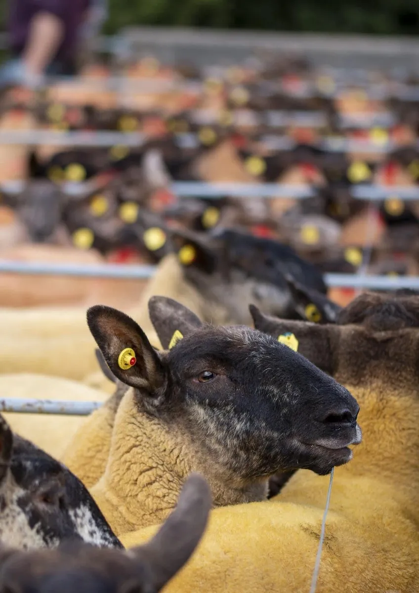 Borris Ewe Breeders Show & Sale 2025 - Image 2