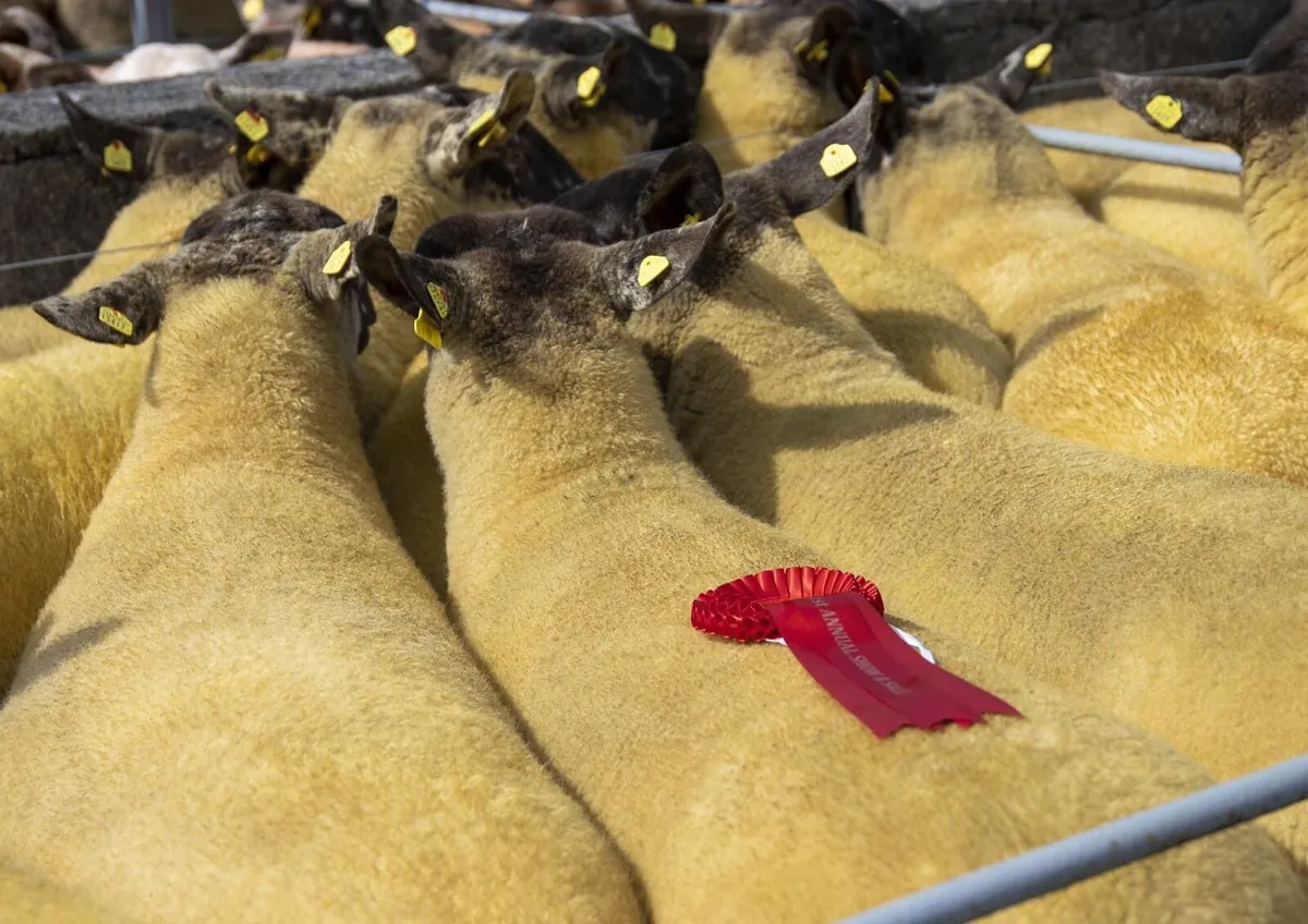 Borris Ewe Breeders Show & Sale 2025 - Image 1