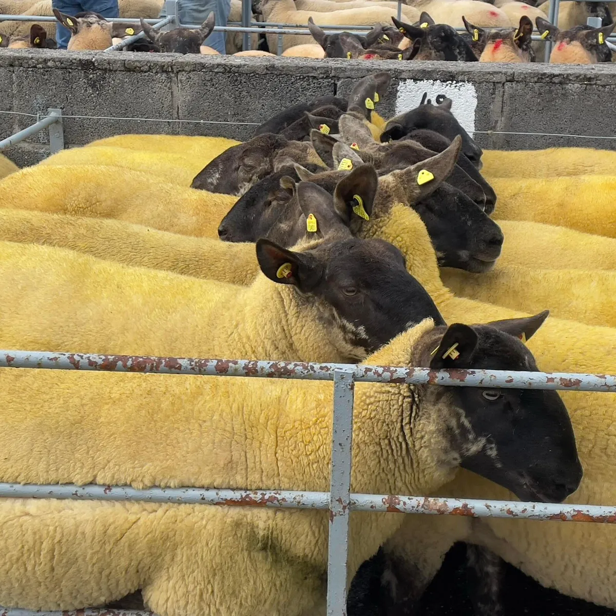 Borris Ewe Breeders Show & Sale 2025 - Image 3