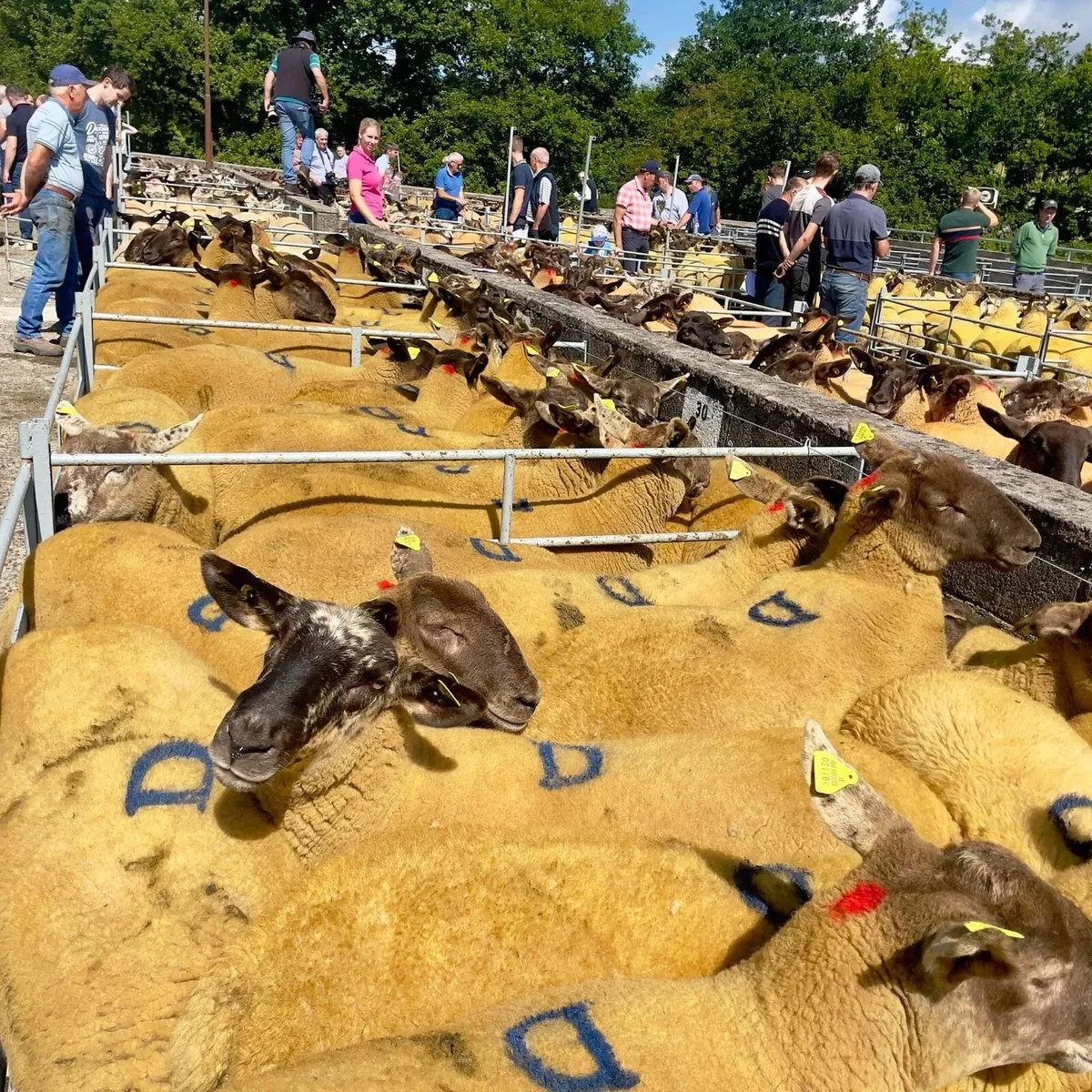 Borris Ewe Breeders Show & Sale 2025 - Image 4