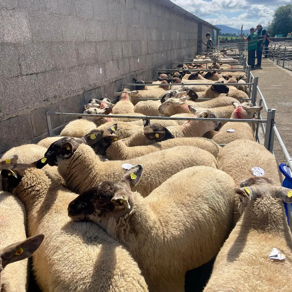 Borris Ewe Breeders Final Show & Sale For 2025 - Image 4