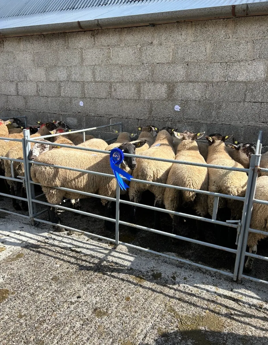 Borris Ewe Breeders Final Show & Sale For 2025 - Image 3
