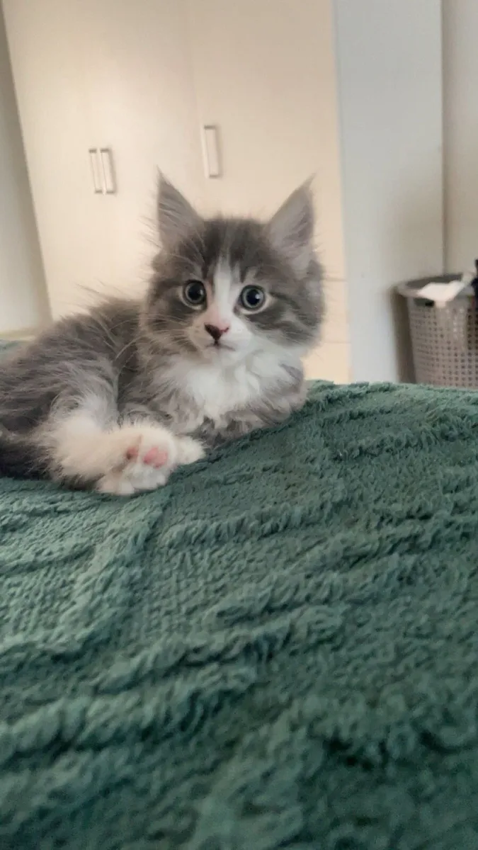 Kitten - Image 1