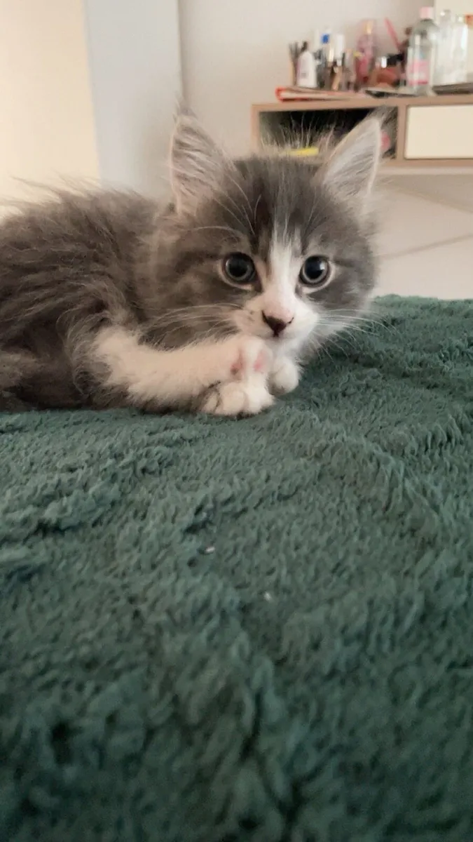 Kitten - Image 2