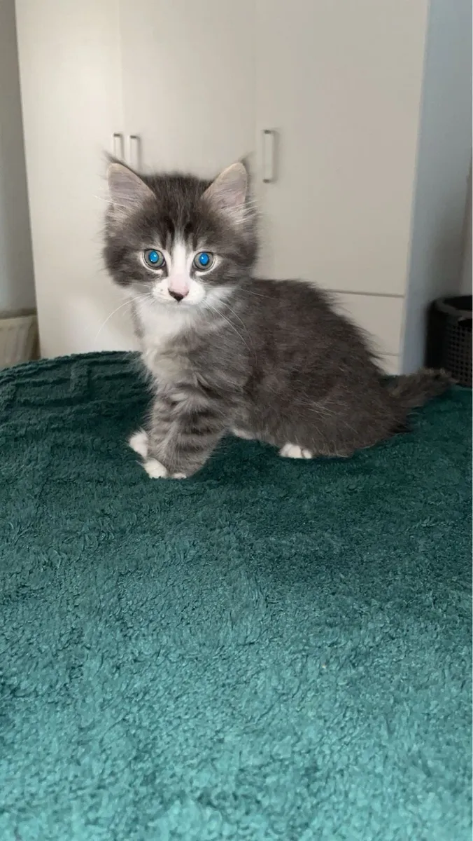 Kitten - Image 3
