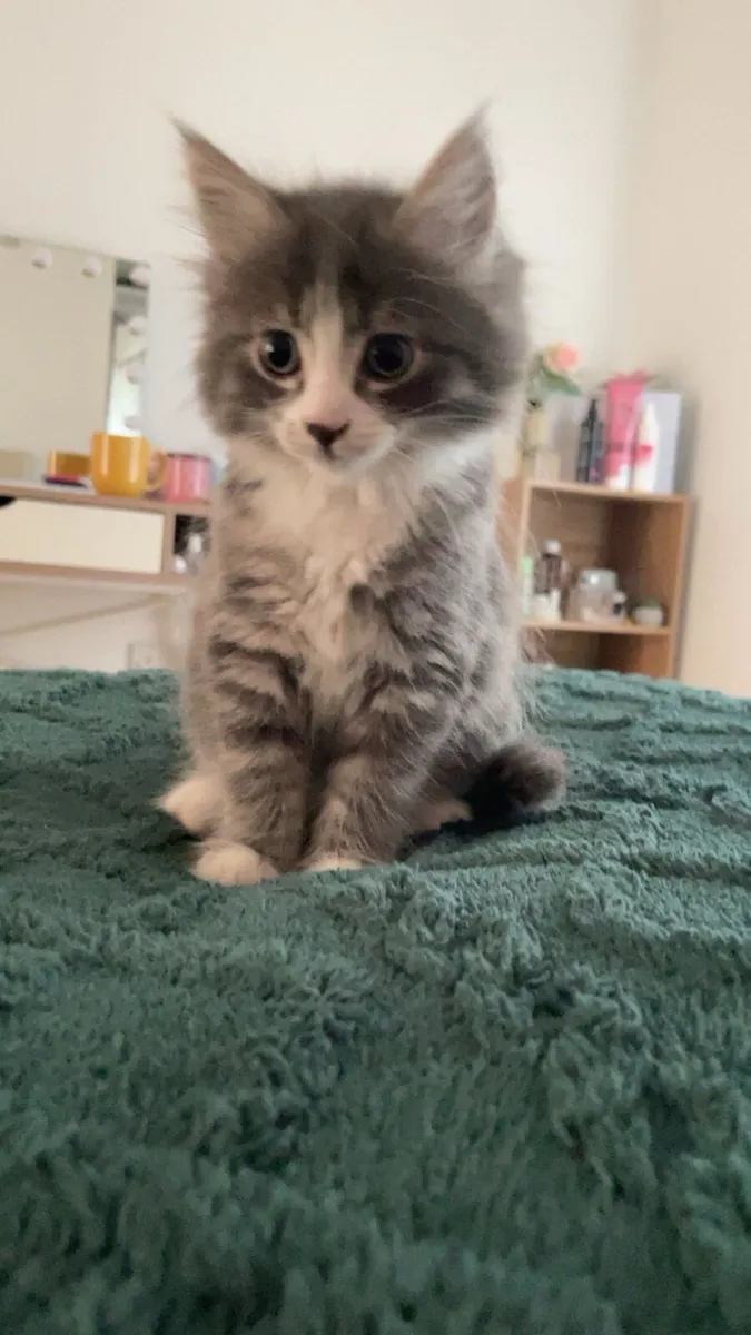 Kitten - Image 4