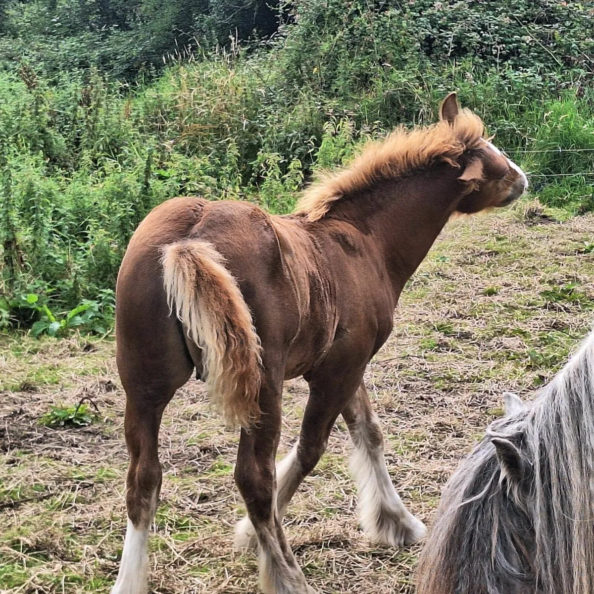 Stunning colt foal - Image 2