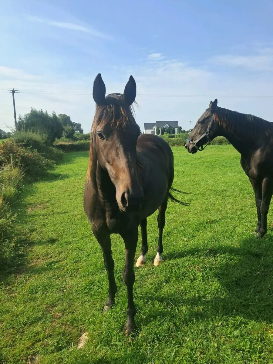 4 y/o Court Cave filly for sale/lease - Image 4