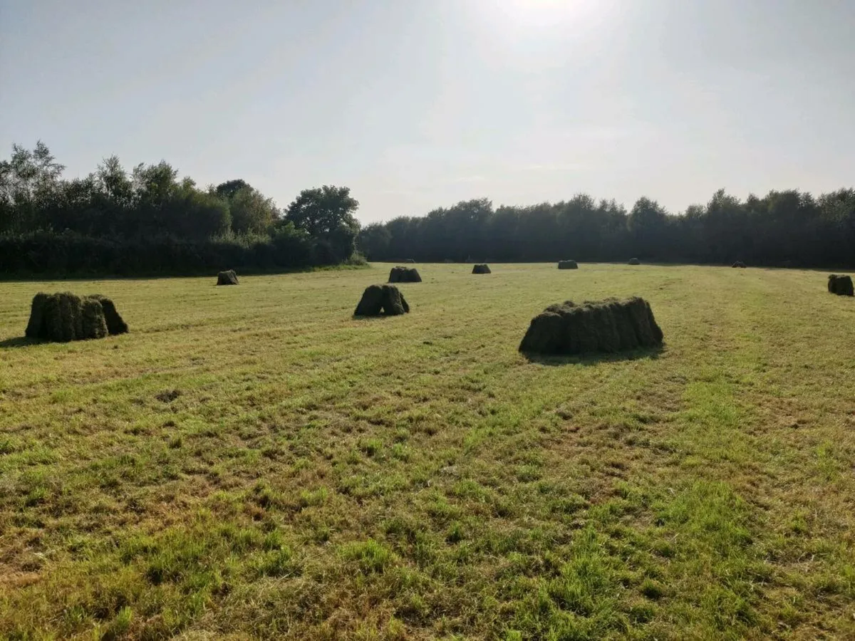 Top quality Square bales of hay - Image 3