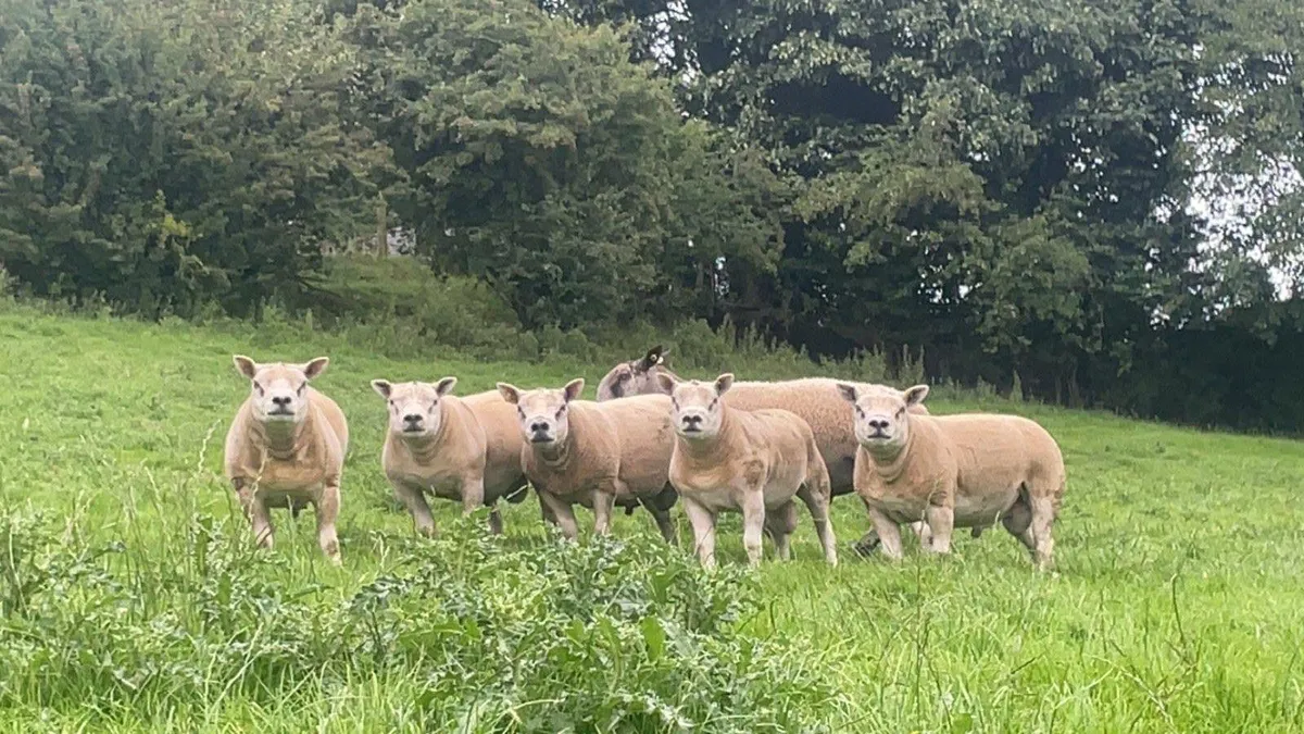 Texel shearlings