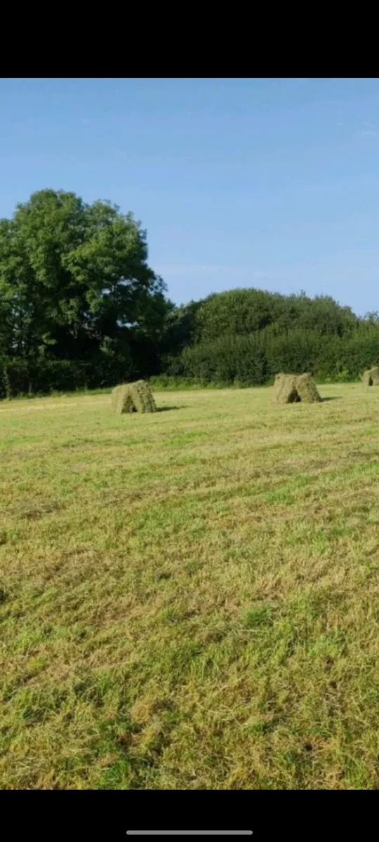 Top quality Square bales of hay - Image 2