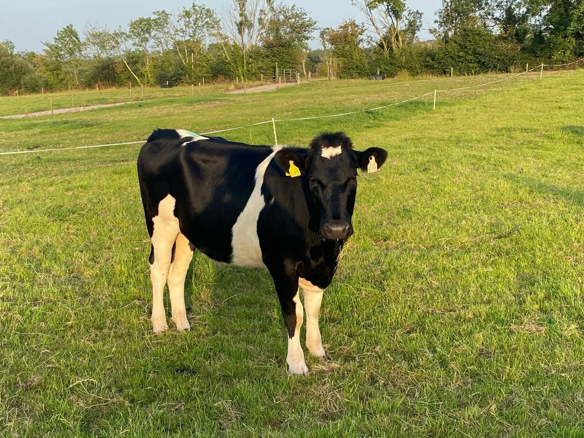 Friesian heifers - Image 1