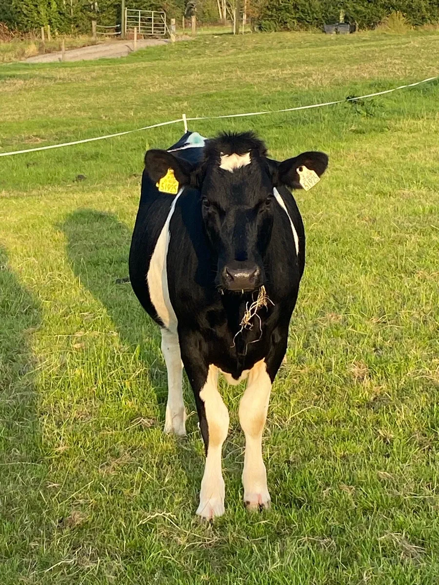 Friesian heifers - Image 2