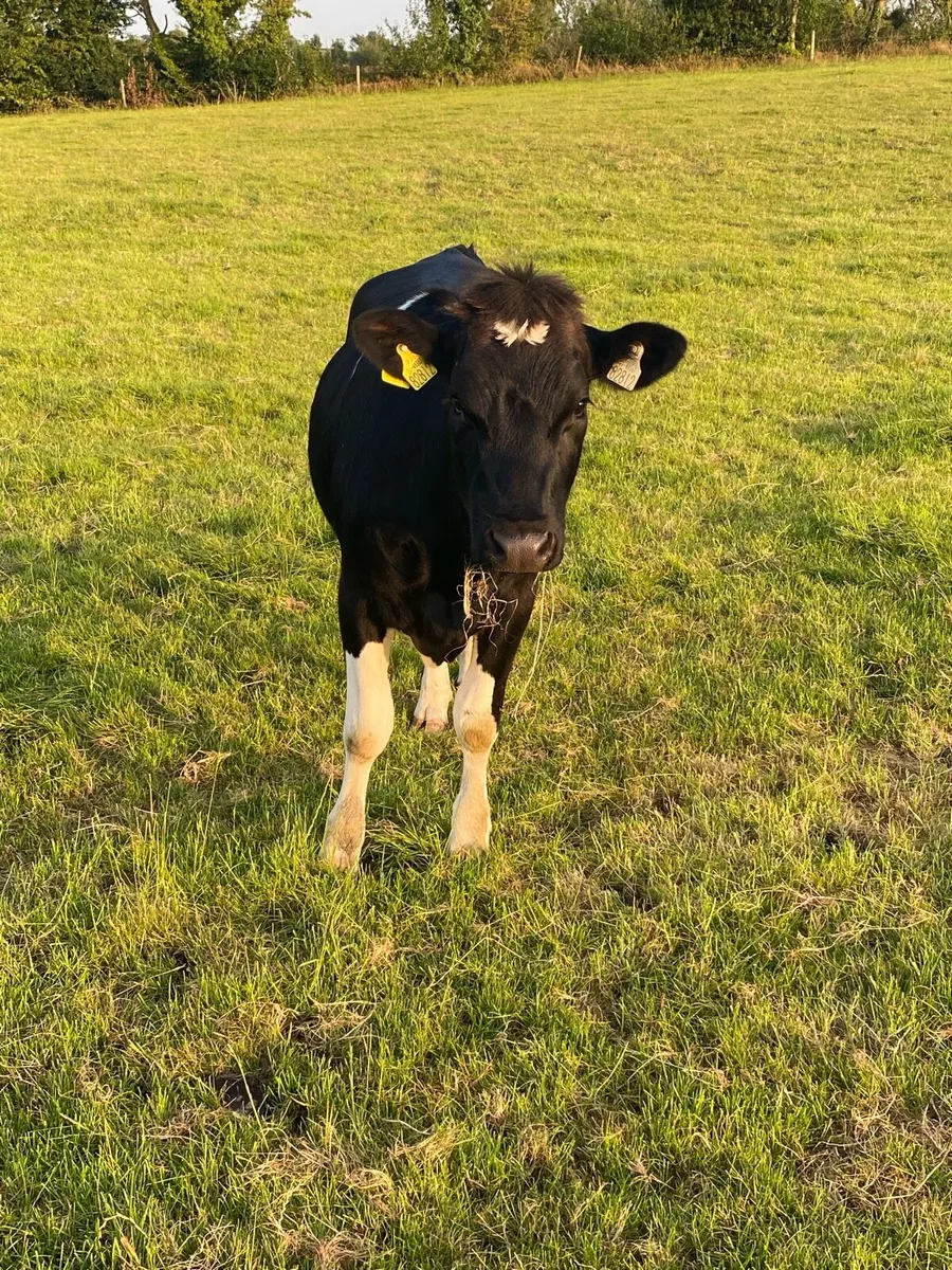 Friesian heifers - Image 3