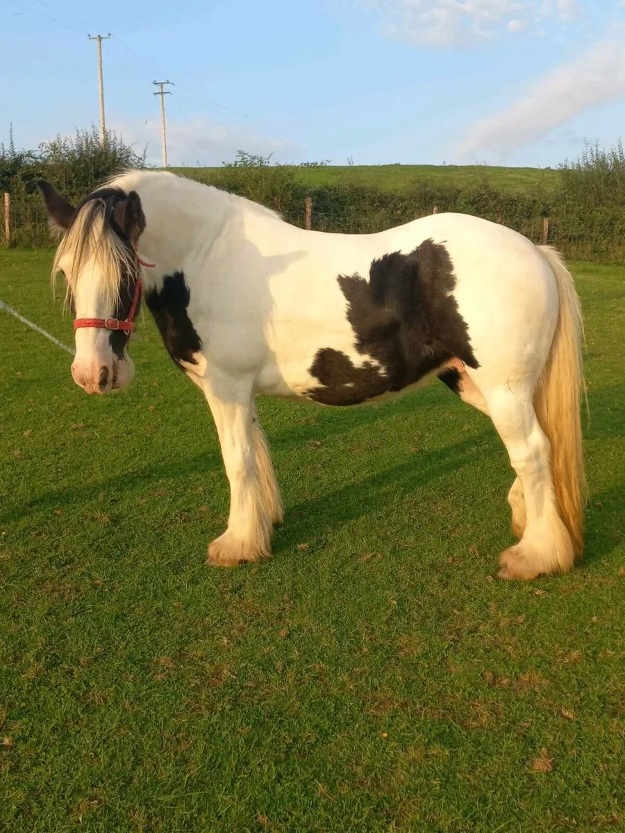Heavy Piebald Cob Mare Unbroken - Image 4
