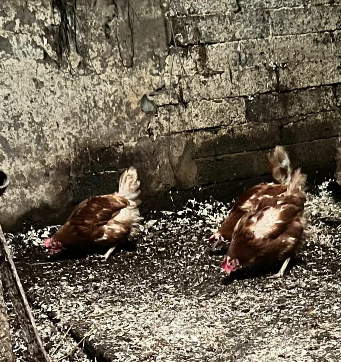 Isa brown hens