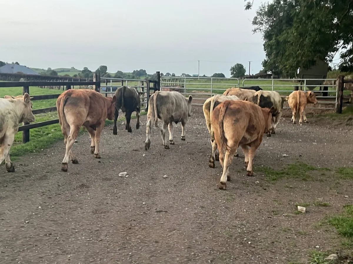 10 Super 400kg store bullocks - Image 2