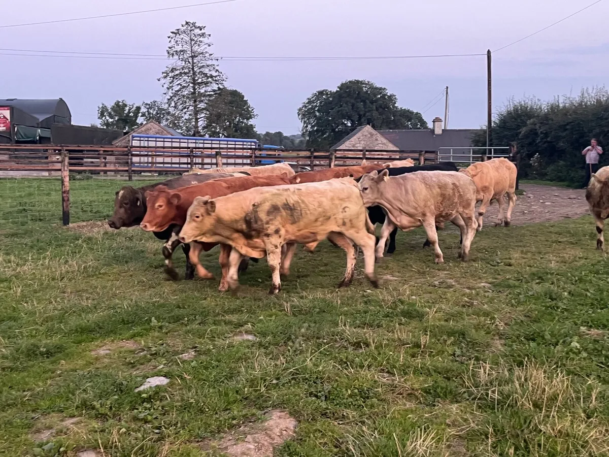 10 Super 400kg store bullocks - Image 3