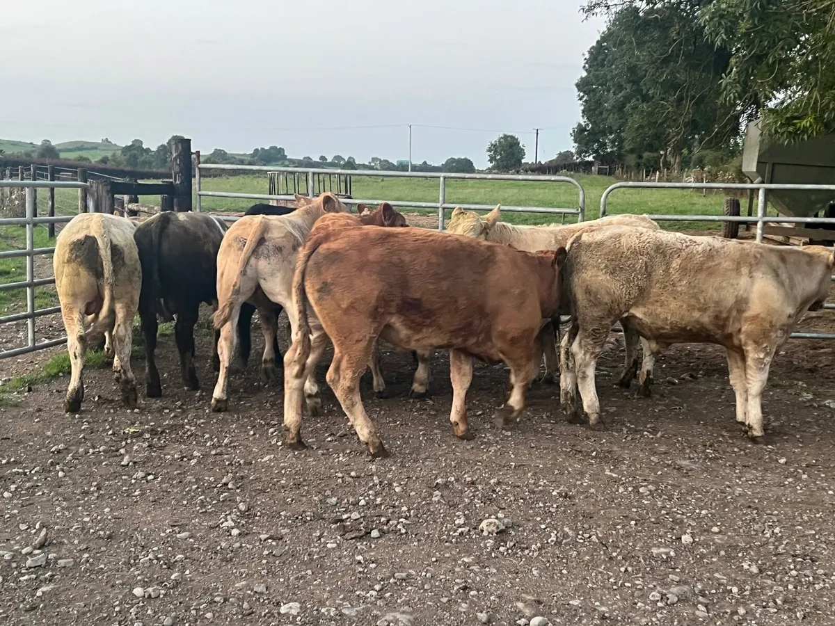 10 Super 400kg store bullocks - Image 4