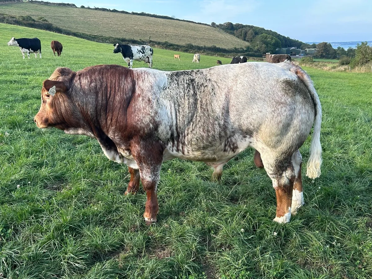 Weanling Bulls for Sale - Image 1
