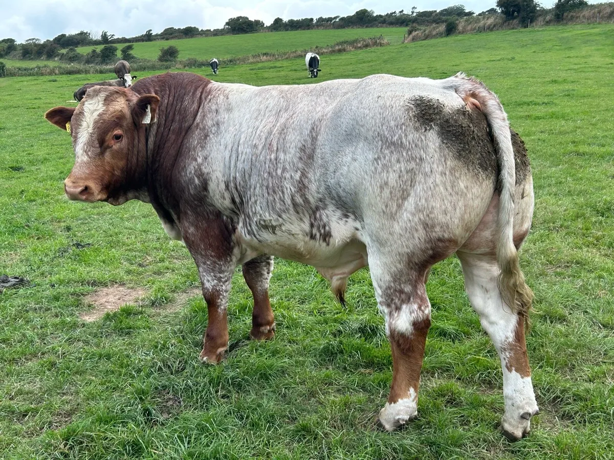 Weanling Bulls for Sale - Image 2