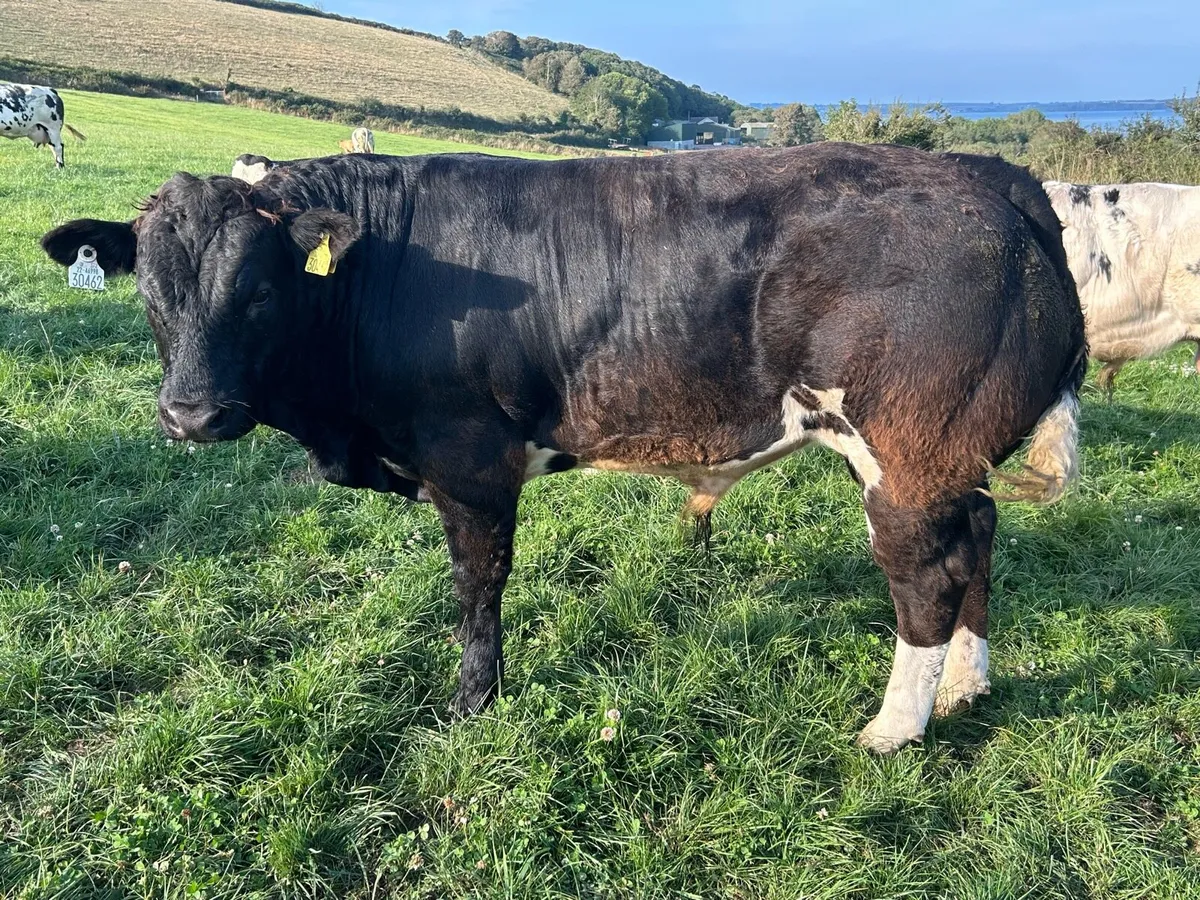 Weanling Bulls for Sale - Image 4