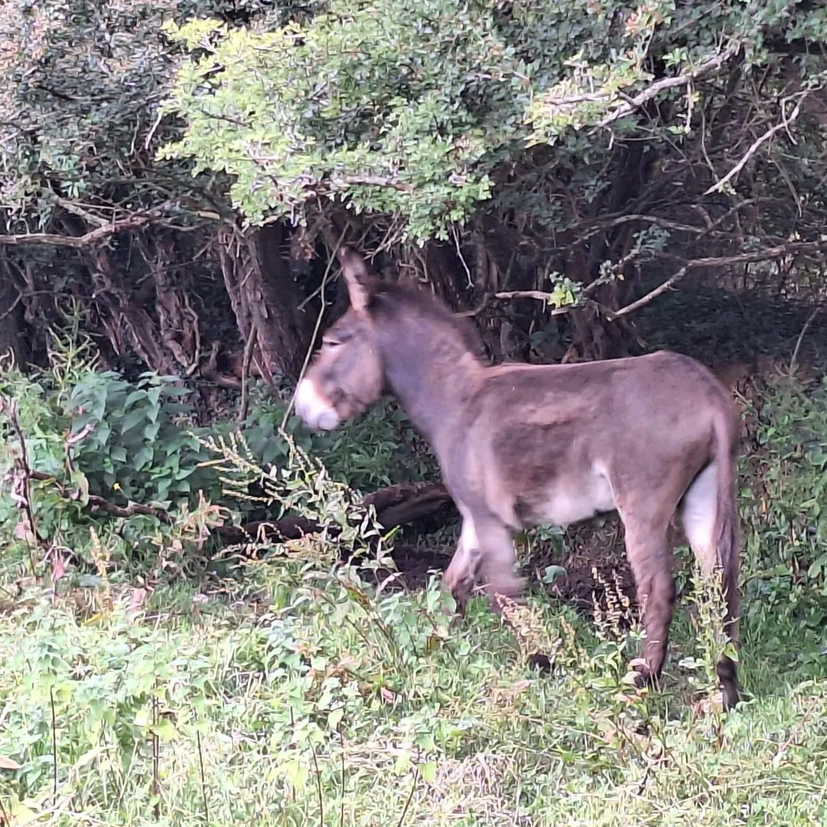 Jack donkey - Image 2