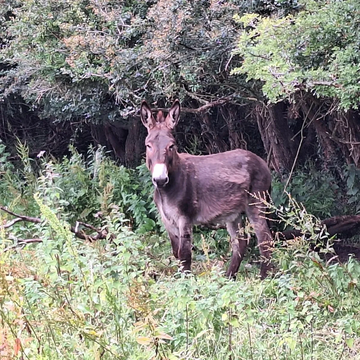 Jack donkey - Image 3