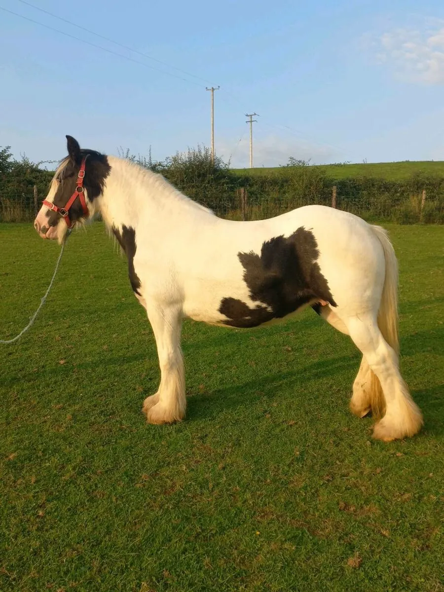 Heavy Piebald Cob Mare Unbroken - Image 1