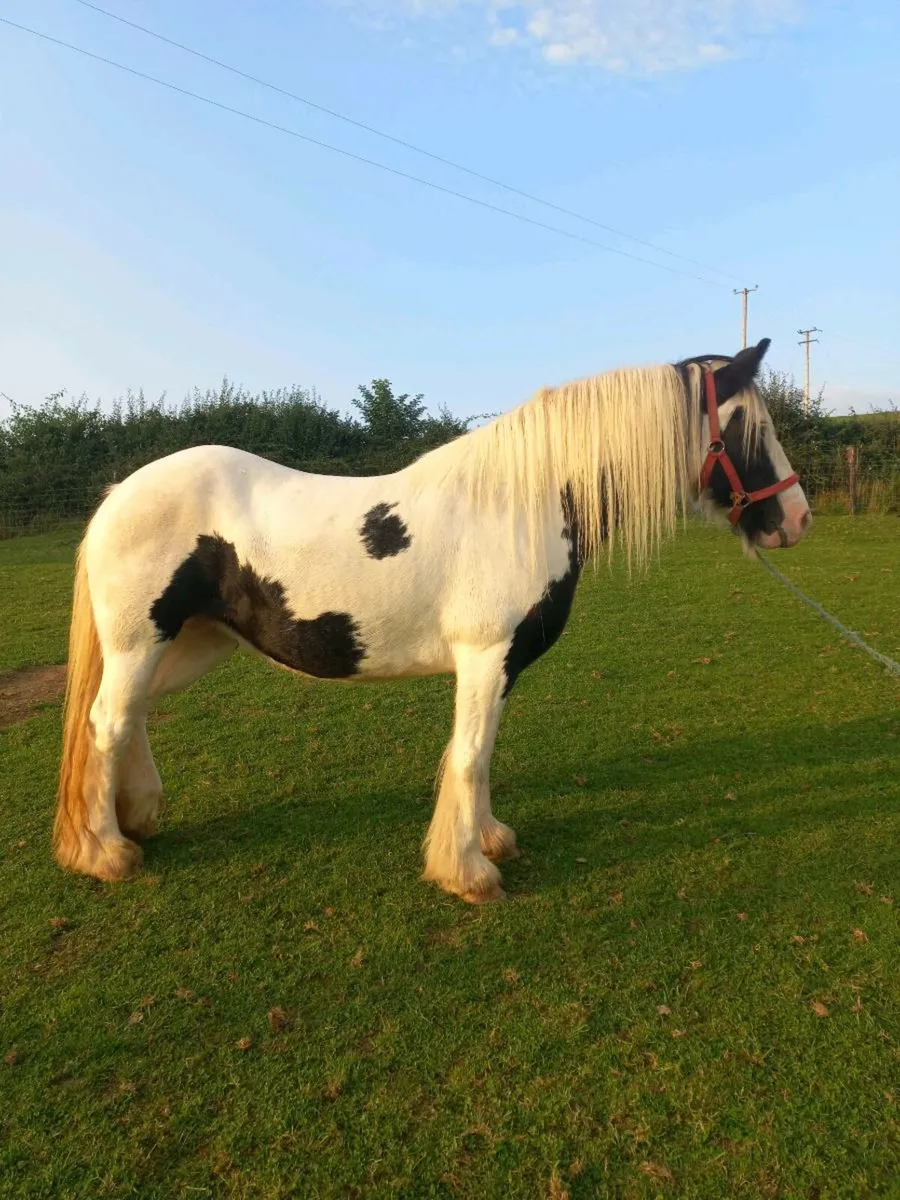 Heavy Piebald Cob Mare Unbroken - Image 2