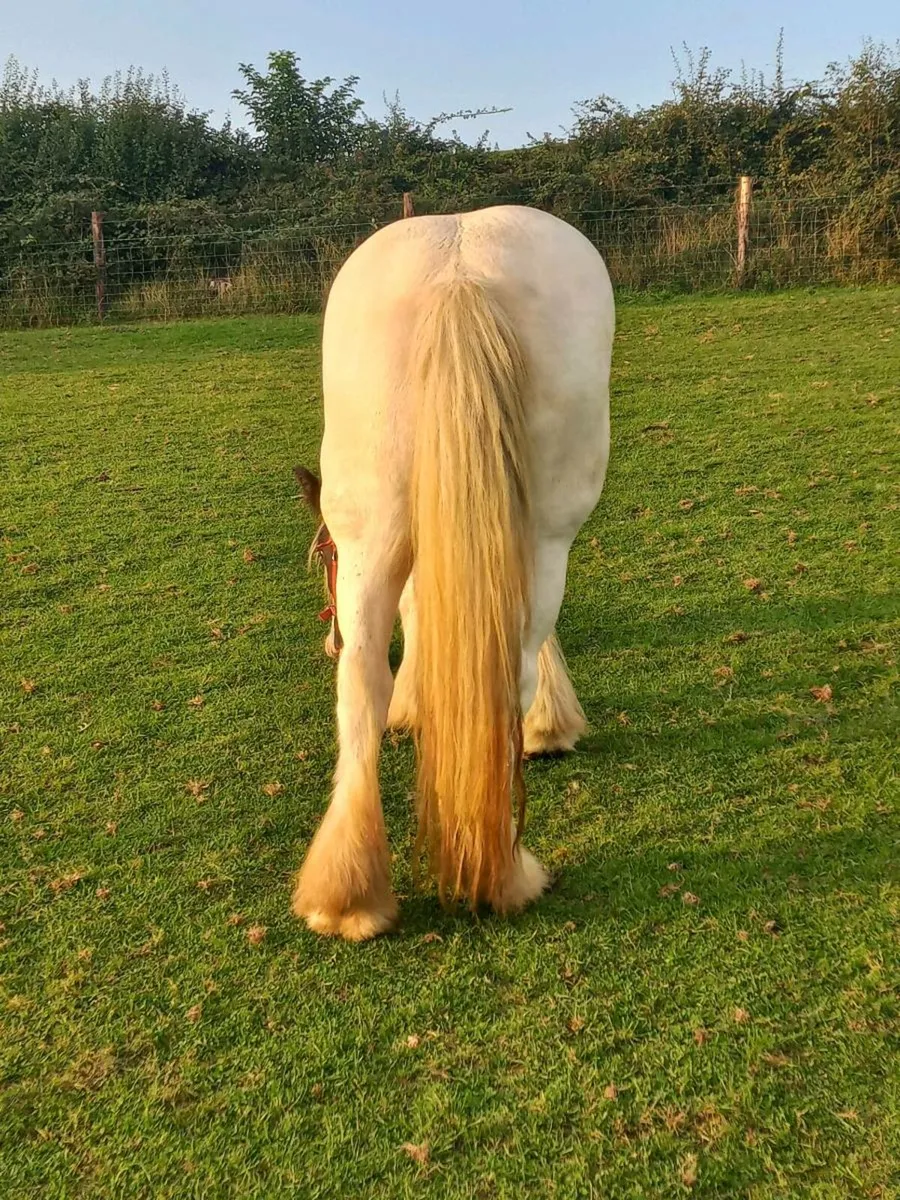 Heavy Piebald Cob Mare Unbroken - Image 3